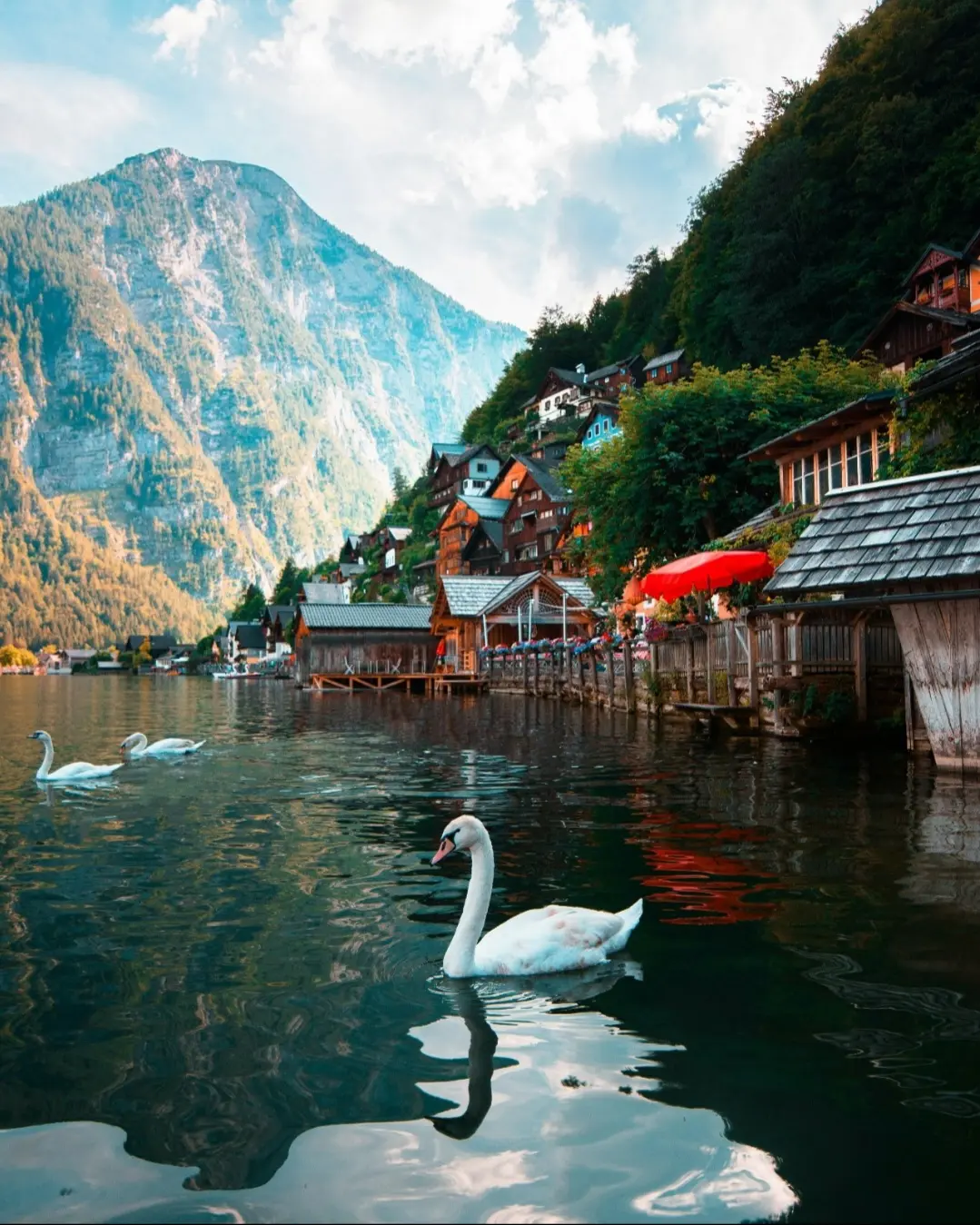 Swans gracefully swimming in a lake in front of a village in Dachstein Salzkammergut, with mountains reflected in the water.