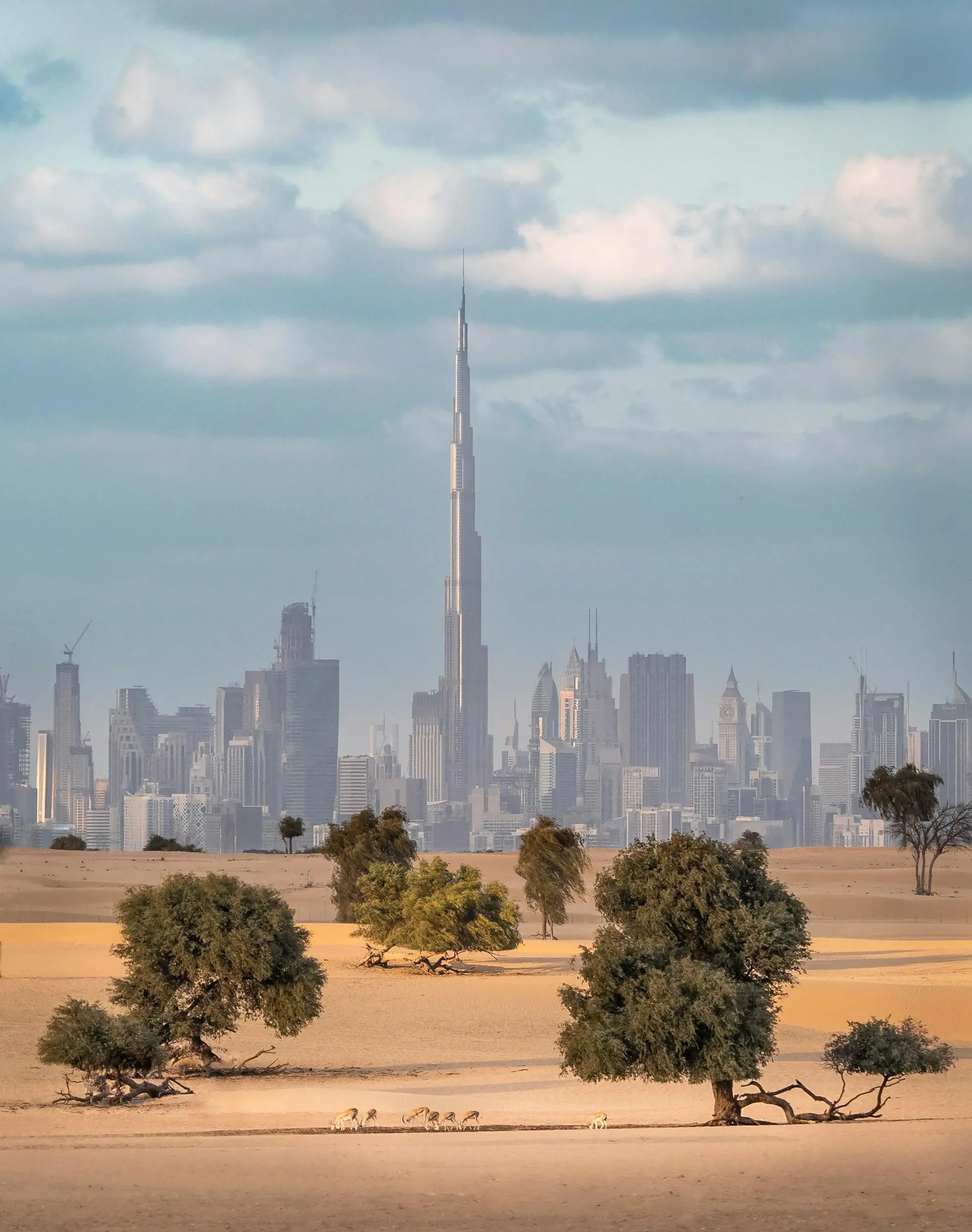 Seven trees in the desert with the city of Dubai in the background, featuring the Burj Khalifa visible in the distance against a clear sky.