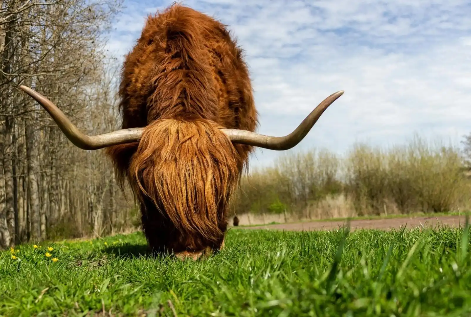 A brown, fluffy bull grazing in a green pasture in the Netherlands, with typical Dutch farmland in the background.